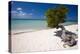 Eagle Beach with a Fofoti Divi Tree Aruba-George Oze-Premier Image Canvas