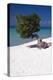 Eagle Beach with a Fofoti Tree Aruba-George Oze-Premier Image Canvas
