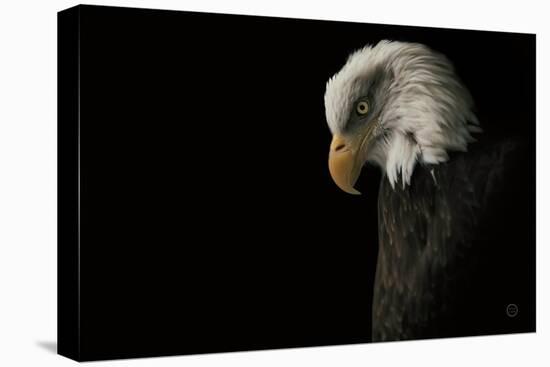 Eagle Bow-Nathan Larson-Premier Image Canvas