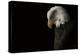 Eagle Bow-Nathan Larson-Premier Image Canvas