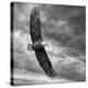 Eagle in Flight-PHBurchett-Stretched Canvas