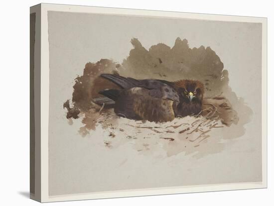 Eagle on Nest, C.1915 (W/C & Bodycolour over Pencil on Paper)-Archibald Thorburn-Premier Image Canvas