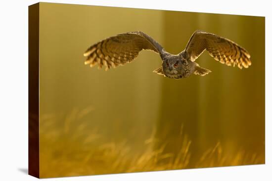 Eagle Owl (Bubo Bubo) in Flight Through Forest, Backlit at Dawn, Czech Republic, November. Captive-Ben Hall-Premier Image Canvas