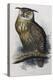 Eagle Owl, Lithographic Plate from "The Birds of Europe"-John Gould-Premier Image Canvas