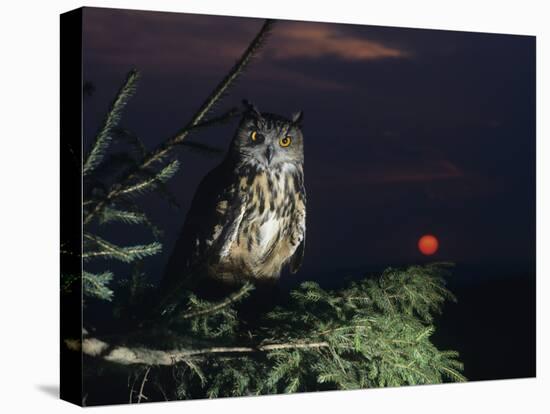 Eagle Owl Perching on Tree Branch-null-Stretched Canvas