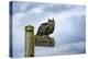 Eagle Owl, Raptor, Bird of Prey on Sign Post for Llewellyn'Swalk, Rhayader, Mid Wales, U.K.-Janette Hill-Premier Image Canvas