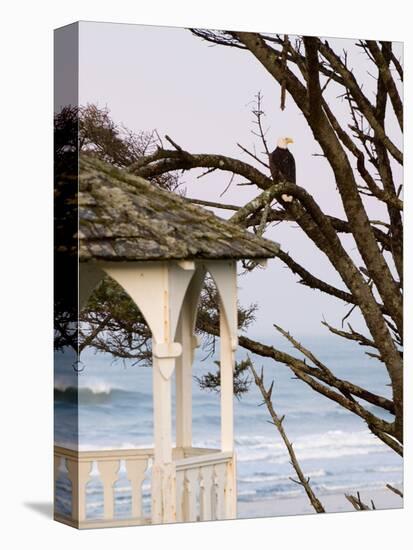 Eagle Perched at Entrance to Beach Trail, Kalaloch Lodge, Olympic National Park, Washington, USA-Trish Drury-Premier Image Canvas