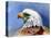 Eagle Portrait-Spencer Williams-Premier Image Canvas