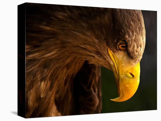 Eagle Pursues Prey-Adriana K.H.-Premier Image Canvas