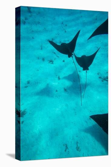 Eagle Rays Swimming in the Pacific Ocean, Tahiti, French Polynesia-null-Premier Image Canvas