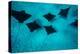 Eagle Rays Swimming in the Pacific Ocean, Tahiti, French Polynesia-null-Premier Image Canvas