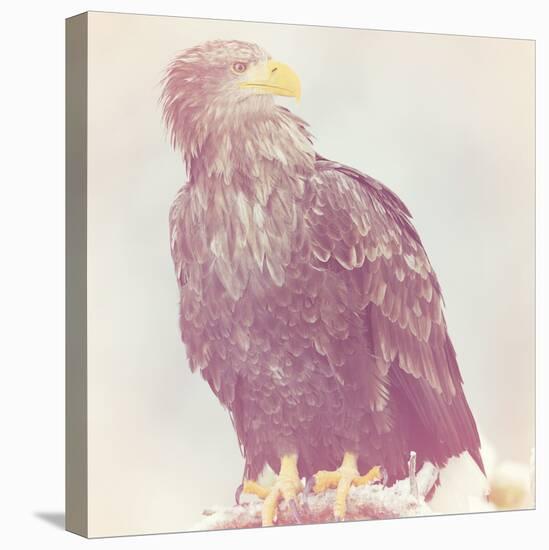 Eagle - Soft-Staffan Widstrand-Stretched Canvas