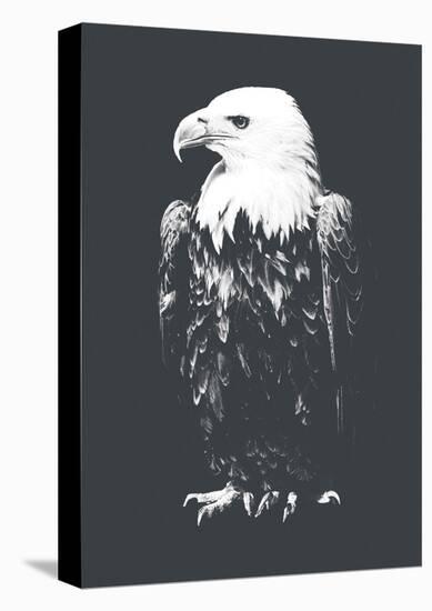 Eagle-Jason Laurits-Stretched Canvas