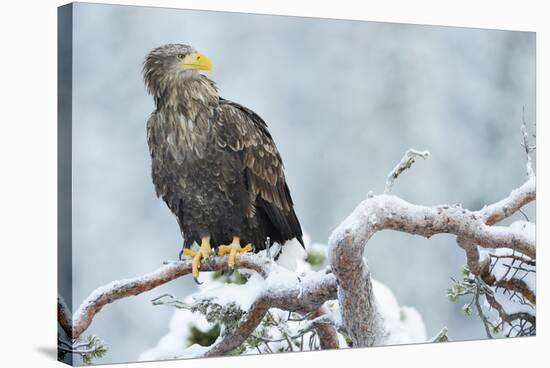 Eagle-Staffan Widstrand-Stretched Canvas