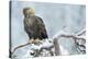 Eagle-Staffan Widstrand-Stretched Canvas