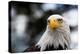 Eagle-rihardzz-Premier Image Canvas