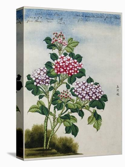 Early 19th-Century Chinese Watercolor of a Hydrangea-null-Premier Image Canvas