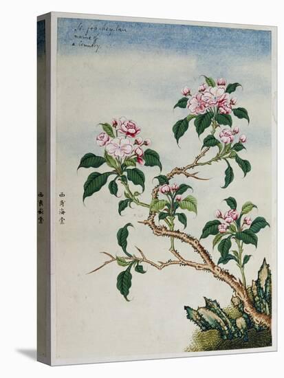 Early 19th-Century Chinese Watercolor of Flowers-null-Premier Image Canvas