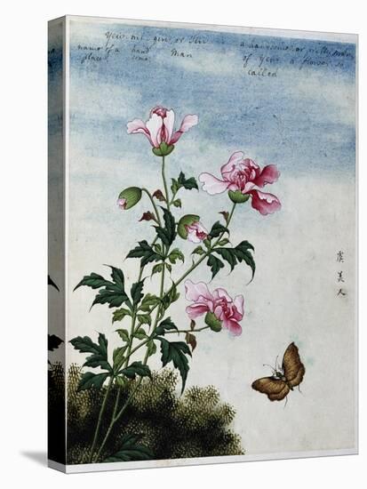 Early 19th-Century Chinese Watercolor of Pink Flowers-null-Premier Image Canvas