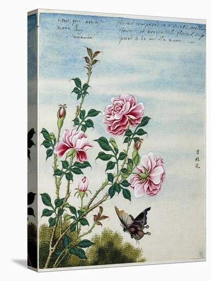 Early 19th-Century Chinese Watercolor of Pink Roses-null-Premier Image Canvas