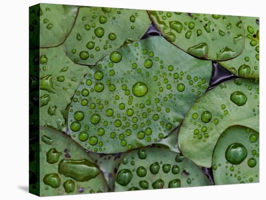Early Morning Dewdrops on Lily Pads, Laurel Lake, near Bandon, Oregon-Tom Haseltine-Premier Image Canvas