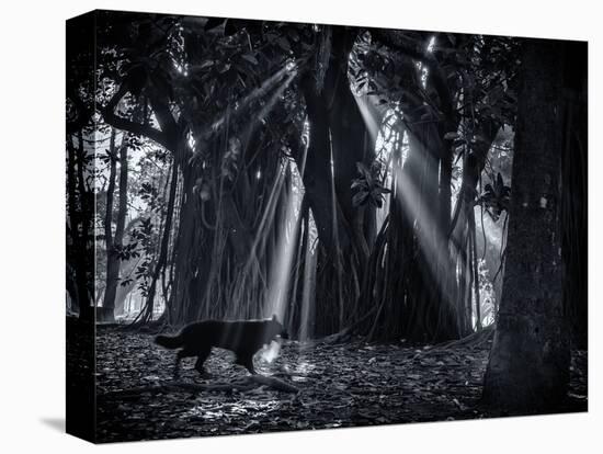 Early Morning Mist and Trees in Sao Paulo's Ibirapuera Park-Alex Saberi-Premier Image Canvas