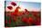 Early Morning Red Poppy Field Scene-Yuriy Kulik-Premier Image Canvas