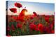 Early Morning Red Poppy Field Scene-Yuriy Kulik-Premier Image Canvas