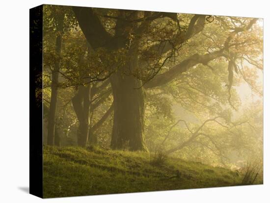 Early morning sunlight on the autumnal trees at Park Brow, Cumbria, England, United Kingdom, Europe-Jon Gibbs-Premier Image Canvas