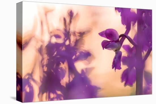 Early Purple Orchid in flower, Broxwater, Cornwall, UK-Ross Hoddinott-Premier Image Canvas