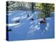 Early Snow, Darley Park, Derby-Andrew Macara-Premier Image Canvas