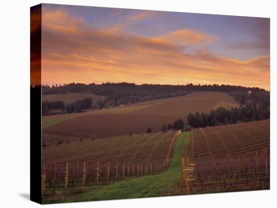 Early Spring over Knutsen Vineyards in Red Hills above Dundee, Oregon, USA-Janis Miglavs-Premier Image Canvas