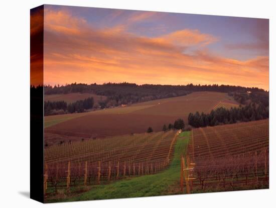 Early Spring over Knutsen Vineyards in Red Hills, Oregon, USA-Janis Miglavs-Premier Image Canvas
