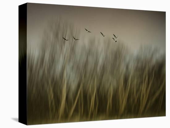 Early Spring Vision...-Yvette Depaepe-Premier Image Canvas