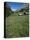 Early Summer Meadow Flowers, Above Kandersteg, Swiss Alps, Switzerland-Tony Waltham-Premier Image Canvas