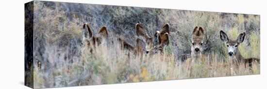 Ears. Mule Deer Does Hide in Tall Sage Brush in the High Desert-Richard Wright-Premier Image Canvas