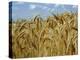 Ears of Wheat in Field-Monika Halmos-Premier Image Canvas