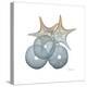 Earthy Hues Sea Urchin and Starfish-Albert Koetsier-Stretched Canvas