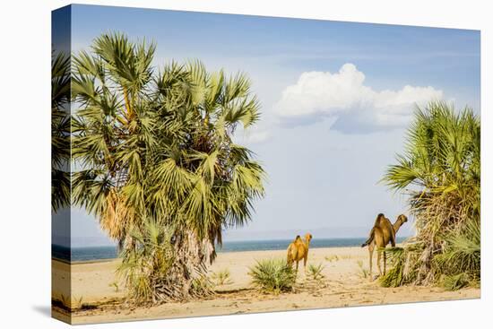 East Africa, Kenya. Omo River Basin, west shore of Lake Turkana, Lobolo Camp, beach with camels-Alison Jones-Premier Image Canvas