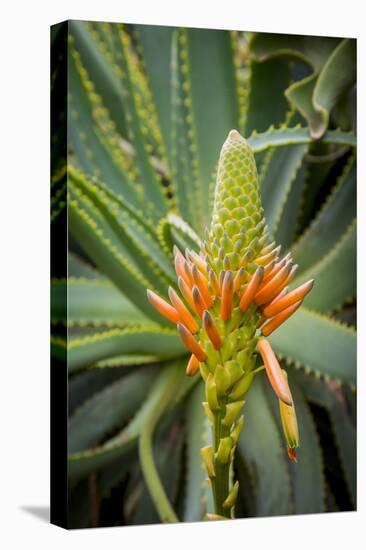 East Africa, Kenya. South African aloe.-Alison Jones-Premier Image Canvas