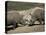 East African Black Rhinoceros (Rhinos) Sparring, San Diego Wild Animal Park, California-James Gritz-Premier Image Canvas