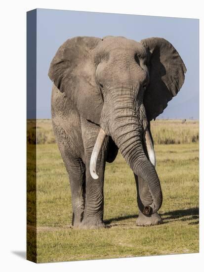 East Kenya, Amboseli National Park, Elephant (Loxodanta Africana)-Alison Jones-Premier Image Canvas