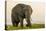 East Kenya, Amboseli National Park, Elephant (Loxodanta Africana)-Alison Jones-Premier Image Canvas