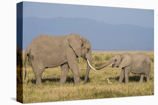 East Kenya, Amboseli National Park, Elephant (Loxodanta Africana)-Alison Jones-Premier Image Canvas