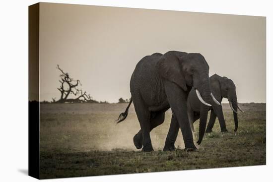 East Kenya, Amboseli National Park, Elephant (Loxodanta Africana)-Alison Jones-Premier Image Canvas