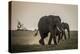 East Kenya, Amboseli National Park, Elephant (Loxodanta Africana)-Alison Jones-Premier Image Canvas