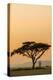 East Kenya, Amboseli NP, Sunset, Acacia Tree with Weaver Nests-Alison Jones-Premier Image Canvas