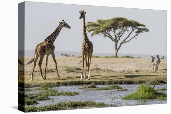 East Kenya, Outside Amboseli NP, Pair of Maasai Giraffe at Waterhole-Alison Jones-Premier Image Canvas