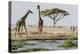 East Kenya, Outside Amboseli NP, Pair of Maasai Giraffe at Waterhole-Alison Jones-Premier Image Canvas