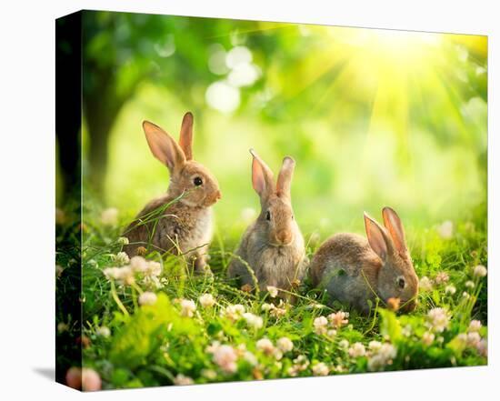 Easter Bunnies in Sunny Meadow-null-Stretched Canvas